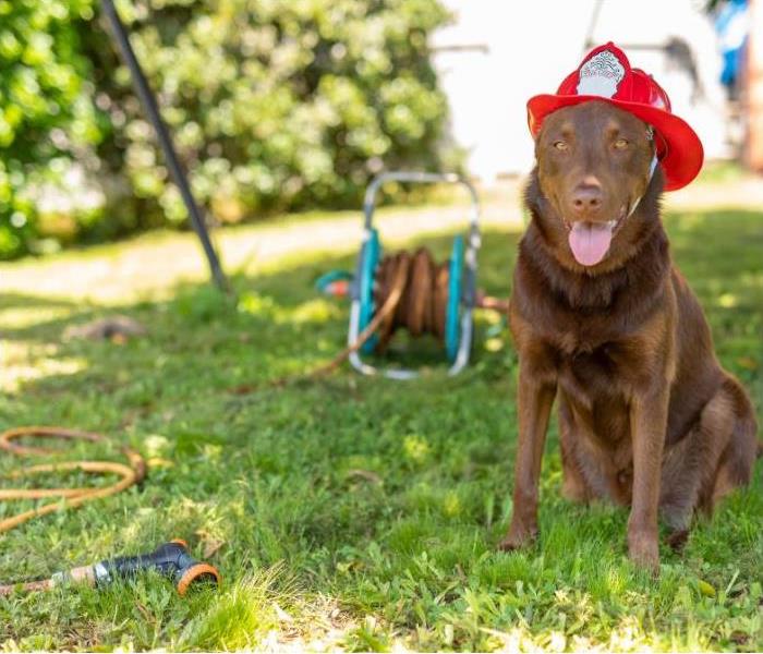 Brown dog with a firefighter helmet in the garden, after being saved in a fire.