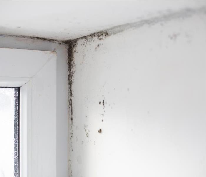 Mold problem on the corner of the wall near the window