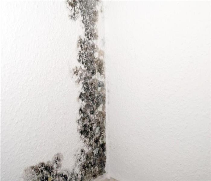 Mold growth in white wall